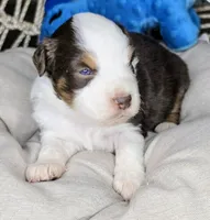 Petey, a male Miniature Australian Shepherd for sale in Lincoln, CA – 6 of 8