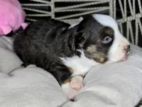 Daisy , a female Miniature Australian Shepherd for sale in Lincoln, CA – 7 of 8