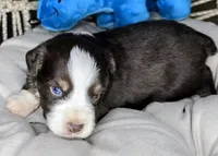 Jack, a male Miniature Australian Shepherd for sale in Lincoln, CA – 6 of 7