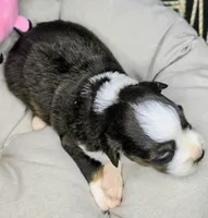 Daisy , a female Miniature Australian Shepherd for sale in Lincoln, CA – 5 of 8