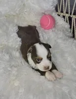 Lily, a female Miniature Australian Shepherd for sale in Lincoln, CA – Photo 4 of 7