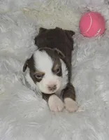 Lily, a female Miniature Australian Shepherd for sale in Lincoln, CA – Photo 5 of 7
