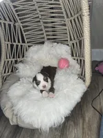 Lily, a female Miniature Australian Shepherd for sale in Lincoln, CA – Photo 7 of 7