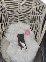 Lily, a female Miniature Australian Shepherd for sale in Lincoln, CA – Photo 6 of 7