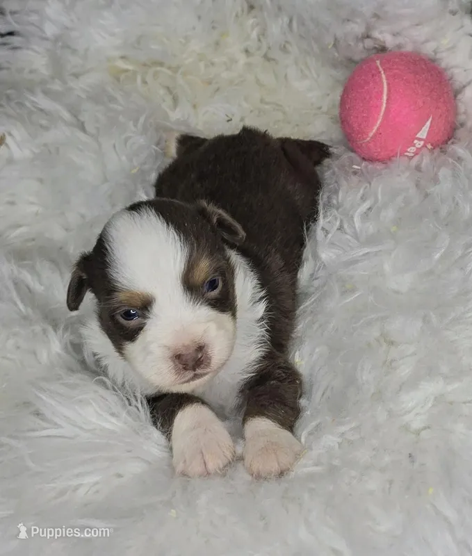 Lily, a female Miniature Australian Shepherd for sale in Lincoln, CA – Photo 1 of 7