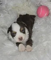 Lily, a female Miniature Australian Shepherd for sale in Lincoln, CA – Photo 1 of 7