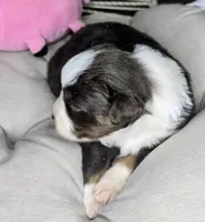 Daisy , a female Miniature Australian Shepherd for sale in Lincoln, CA – 2 of 8