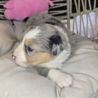 Ellie, a female Miniature Australian Shepherd for sale in Lincoln, CA – Photo 3 of 7