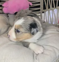 Ellie, a female Miniature Australian Shepherd for sale in Lincoln, CA – Photo 3 of 7