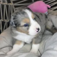 Ellie, a female Miniature Australian Shepherd for sale in Lincoln, CA – Photo 1 of 7