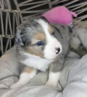 Ellie, a female Miniature Australian Shepherd for sale in Lincoln, CA – Photo 1 of 7