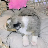 Ellie, a female Miniature Australian Shepherd for sale in Lincoln, CA – Photo 5 of 7