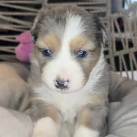 Ellie, a female Miniature Australian Shepherd for sale in Lincoln, CA – Photo 2 of 7