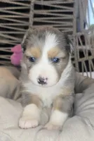 Ellie, a female Miniature Australian Shepherd for sale in Lincoln, CA – Photo 2 of 7