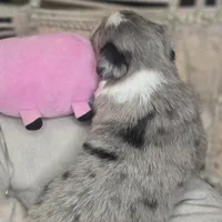 Ellie, a female Miniature Australian Shepherd for sale in Lincoln, CA – Photo 4 of 7