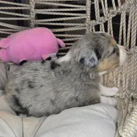 Ellie, a female Miniature Australian Shepherd for sale in Lincoln, CA – Photo 6 of 7