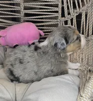 Ellie, a female Miniature Australian Shepherd for sale in Lincoln, CA – Photo 6 of 7