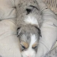 Ellie, a female Miniature Australian Shepherd for sale in Lincoln, CA – Photo 7 of 7