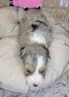 Ellie, a female Miniature Australian Shepherd for sale in Lincoln, CA – Photo 7 of 7