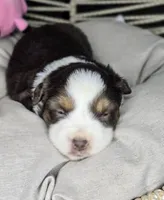 Rose, a female Miniature Australian Shepherd for sale in Lincoln, CA – 6 of 7