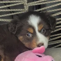 Tia, a female Miniature Australian Shepherd for sale in Lincoln, CA – Photo 10 of 10