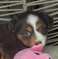 Tia, a female Miniature Australian Shepherd for sale in Lincoln, CA – Photo 10 of 10