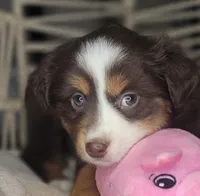 Tia, a female Miniature Australian Shepherd for sale in Lincoln, CA – Photo 1 of 10