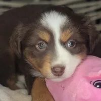 Tia, a female Miniature Australian Shepherd for sale in Lincoln, CA – Photo 3 of 10