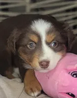 Tia, a female Miniature Australian Shepherd for sale in Lincoln, CA – Photo 3 of 10