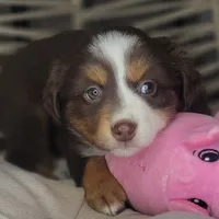 Tia, a female Miniature Australian Shepherd for sale in Lincoln, CA – Photo 8 of 10
