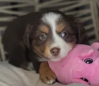 Tia, a female Miniature Australian Shepherd for sale in Lincoln, CA – Photo 8 of 10
