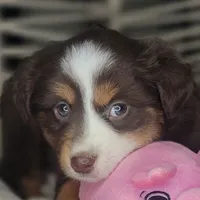 Tia, a female Miniature Australian Shepherd for sale in Lincoln, CA – Photo 2 of 10