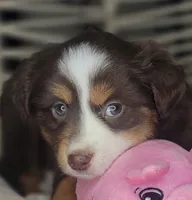 Tia, a female Miniature Australian Shepherd for sale in Lincoln, CA – Photo 2 of 10