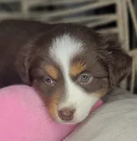Tia, a female Miniature Australian Shepherd for sale in Lincoln, CA – Photo 5 of 10