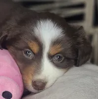Tia, a female Miniature Australian Shepherd for sale in Lincoln, CA – Photo 4 of 10