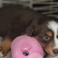 Tia, a female Miniature Australian Shepherd for sale in Lincoln, CA – Photo 6 of 10