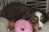 Tia, a female Miniature Australian Shepherd for sale in Lincoln, CA – Photo 6 of 10