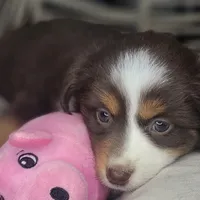 Tia, a female Miniature Australian Shepherd for sale in Lincoln, CA – Photo 7 of 10