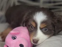 Tia, a female Miniature Australian Shepherd for sale in Lincoln, CA – Photo 7 of 10