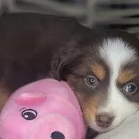 Tia, a female Miniature Australian Shepherd for sale in Lincoln, CA – Photo 9 of 10