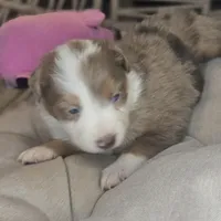 Cali, a female Australian Shepherd for sale in Lincoln, CA – Photo 4 of 10