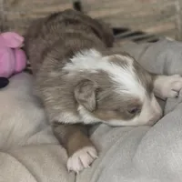 Cali, a female Australian Shepherd for sale in Lincoln, CA – Photo 5 of 10