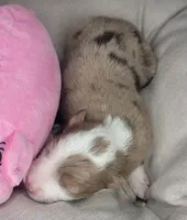 processed/7926d430-c44d-426d-8be2-2073acb8abe4/listing/f5be50ad-1eb1-4307-ad07-ae8b9805ba57/0c8a2e39-7bd3-436b-bda1-640a9081dbda