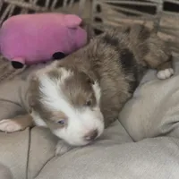 Cali, a female Australian Shepherd for sale in Lincoln, CA – Photo 9 of 10