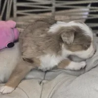 Cali, a female Australian Shepherd for sale in Lincoln, CA – Photo 8 of 10