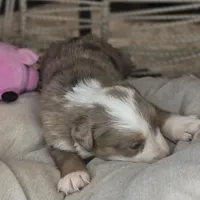 Cali, a female Australian Shepherd for sale in Lincoln, CA – Photo 1 of 10