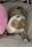 processed/7926d430-c44d-426d-8be2-2073acb8abe4/listing/f5be50ad-1eb1-4307-ad07-ae8b9805ba57/5dc2254e-c28c-47e5-8877-09cf6d29cc6e