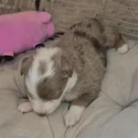 Cali, a female Australian Shepherd for sale in Lincoln, CA – Photo 2 of 10