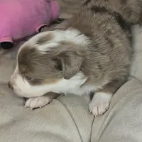 Cali, a female Australian Shepherd for sale in Lincoln, CA – Photo 6 of 10