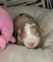 processed/7926d430-c44d-426d-8be2-2073acb8abe4/listing/f5be50ad-1eb1-4307-ad07-ae8b9805ba57/9a7b6c16-8b3f-4830-975c-b935fe27dd48